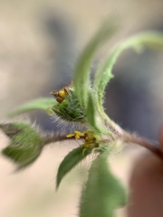 Melampodium sericeum