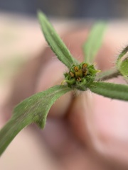 Melampodium sericeum