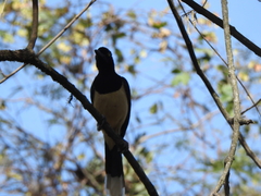Cyanocorax chrysops