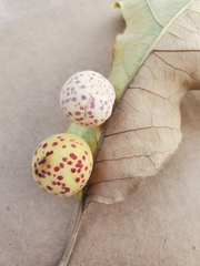 Atrusca quercuscentricola