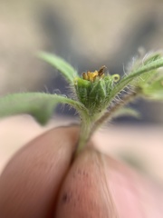 Melampodium sericeum