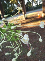 Clerodendrum indicum