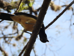Cyanocorax chrysops
