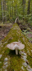 Megacollybia