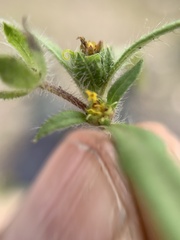 Melampodium sericeum