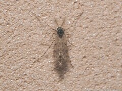 Ablabesmyia cinctipes