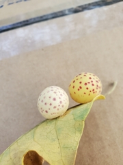 Atrusca quercuscentricola