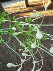 Clerodendrum indicum
