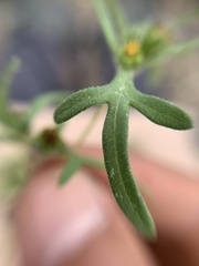 Melampodium sericeum