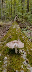 Megacollybia