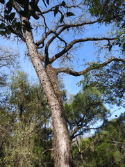 Anadenanthera colubrina