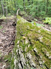 Crepidotus crocophyllus