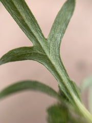 Melampodium sericeum