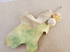 Atrusca quercuscentricola