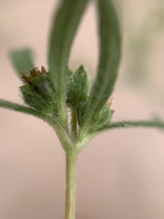 Melampodium sericeum