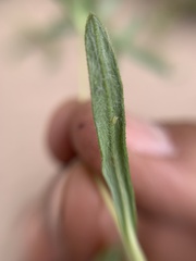 Melampodium sericeum