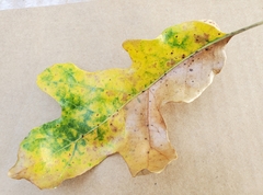 Atrusca quercuscentricola