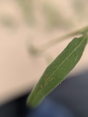 Melampodium sericeum