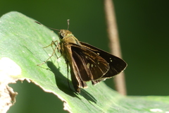 Borbo cinnara