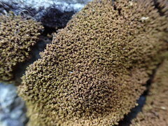 Hymenoloma crispulum