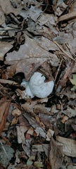 Entoloma abortivum