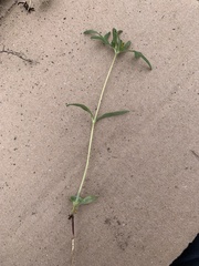 Melampodium sericeum