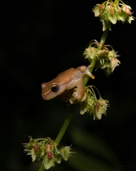 Dendropsophus nanus