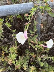 Calystegia macrostegia