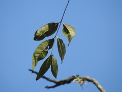 Anadenanthera colubrina