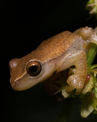 Dendropsophus nanus