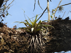 Tillandsia