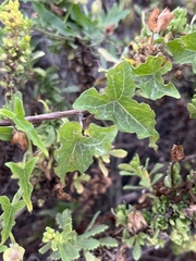 Calystegia macrostegia