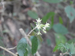 Tracheophyta