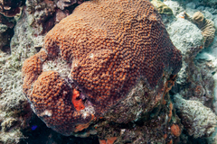 Montastraea cavernosa