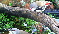 Stagonopleura guttata