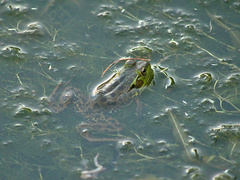 Lithobates septentrionalis