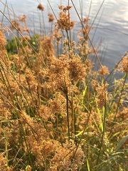 Juncus effusus