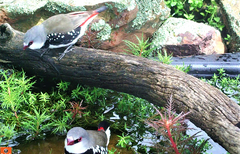 Stagonopleura guttata