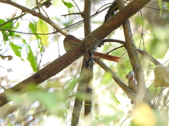 Synallaxis frontalis