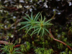 Polytrichastrum alpinum