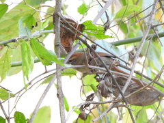 Synallaxis frontalis