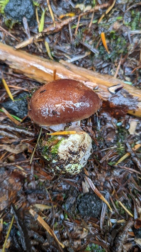 観察された菌類