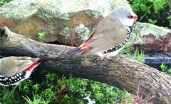 Stagonopleura guttata