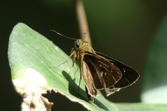 Borbo cinnara