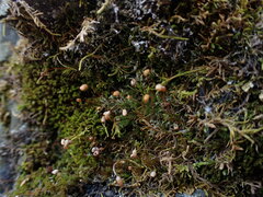 Bartramia pomiformis