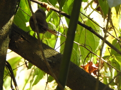 Synallaxis frontalis