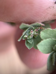 Euphorbia stictospora