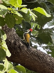 Dinopium benghalense