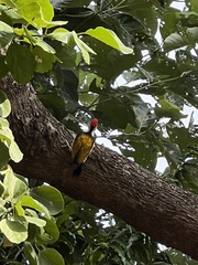 Dinopium benghalense