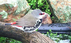 Stagonopleura guttata